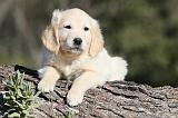 GOLDEN RETRIEVER 552